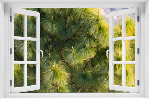 Fototapeta Naklejka Na Ścianę Okno 3D - Pine trees view over bandipur Nepal
