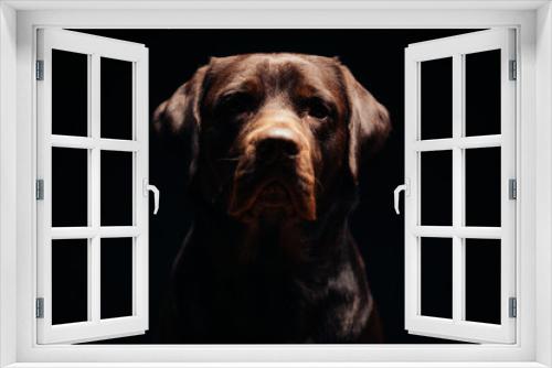 Fototapeta Naklejka Na Ścianę Okno 3D - Serious dog