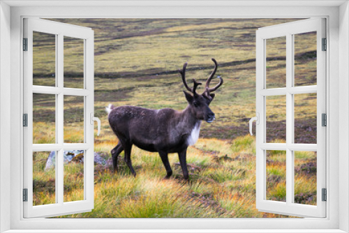 Fototapeta Naklejka Na Ścianę Okno 3D - Reindeer in field