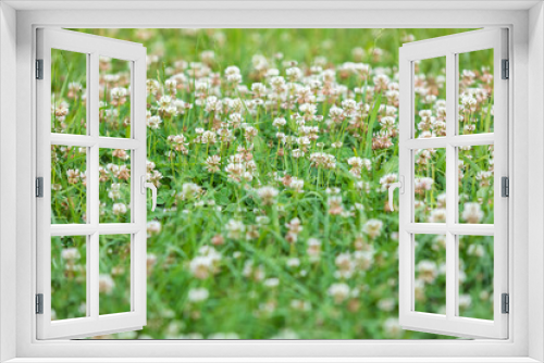 Fototapeta Naklejka Na Ścianę Okno 3D - The field with the blossoming white clover