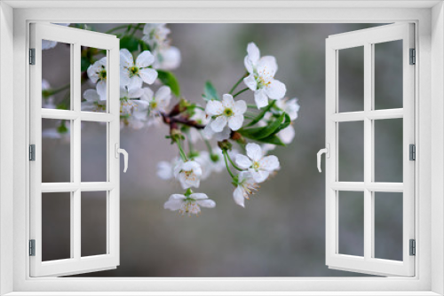 Fototapeta Naklejka Na Ścianę Okno 3D - white cherry flowers on a branch close up