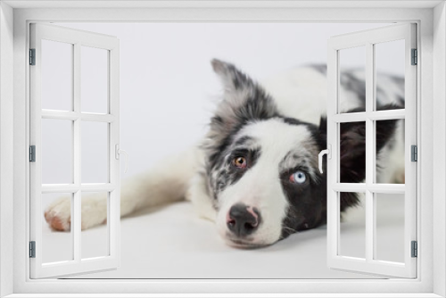 Fototapeta Naklejka Na Ścianę Okno 3D - Cute pretty dog
