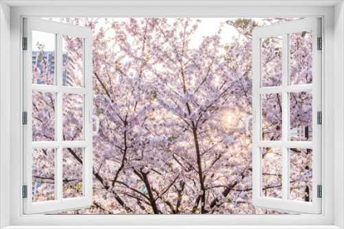 Fototapeta Naklejka Na Ścianę Okno 3D - Cherry Blossom or Sakura flower on nature background in a spring day.