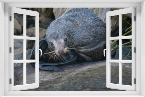 Fototapeta Naklejka Na Ścianę Okno 3D - Close up of a New Zealand Fur Seal