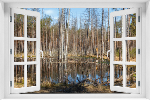 Fototapeta Naklejka Na Ścianę Okno 3D - Pine tree forest in spring in Latvia