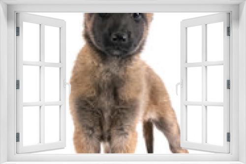 Fototapeta Naklejka Na Ścianę Okno 3D - puppy malinois in studio