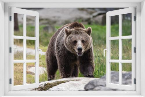 Fototapeta Naklejka Na Ścianę Okno 3D - Closeup portrait of huge adult brown bear looking at you. Ursus arctos beringianus. Kamchatka bear.