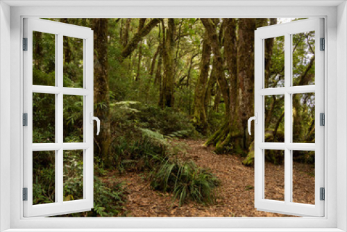 Fototapeta Naklejka Na Ścianę Okno 3D - Temperate Rain Forest
