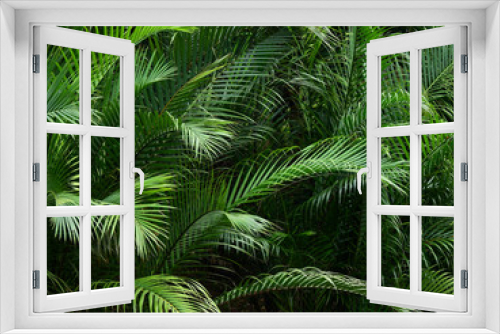 Fototapeta Naklejka Na Ścianę Okno 3D - green palm leaf in garden