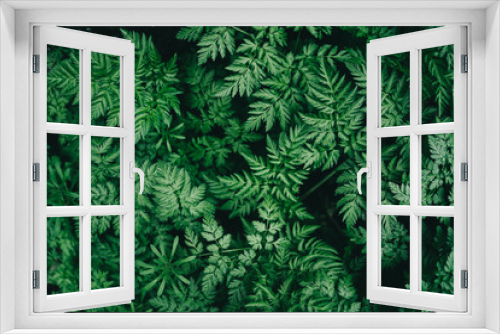 Fototapeta Naklejka Na Ścianę Okno 3D - colorful juicy background with green leaves like fern leaves