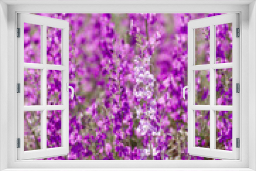 Fototapeta Naklejka Na Ścianę Okno 3D - Purple and white consolida ajacis flowers
