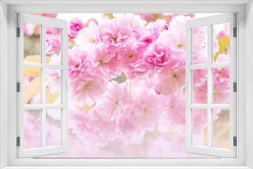 Fototapeta Naklejka Na Ścianę Okno 3D - close up of beautiful sakura pink flowers in spring season