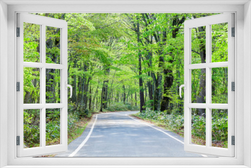 Fototapeta Naklejka Na Ścianę Okno 3D - 新緑の林と道路