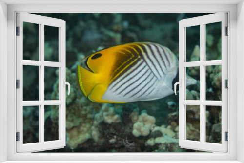 Fototapeta Naklejka Na Ścianę Okno 3D - Coral reef fish life