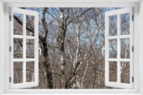 Fototapeta Naklejka Na Ścianę Okno 3D - trees in winter