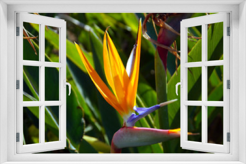 Fototapeta Naklejka Na Ścianę Okno 3D - Flower bird of paradise or strelitzia reginae in a park of Cadiz, Andalusia. Spain. Europe