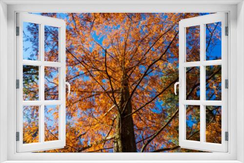Fototapeta Naklejka Na Ścianę Okno 3D - 紅葉した森のイメージ