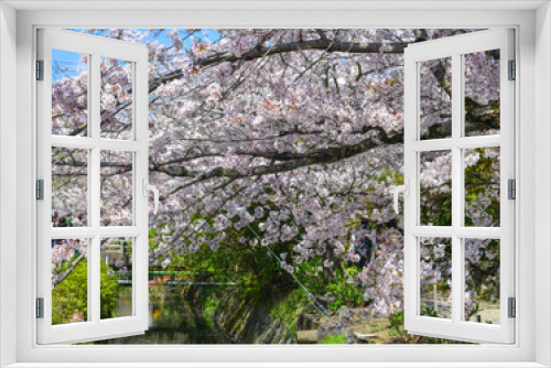 Fototapeta Naklejka Na Ścianę Okno 3D - Cherry blossom in Kyoto, Japan