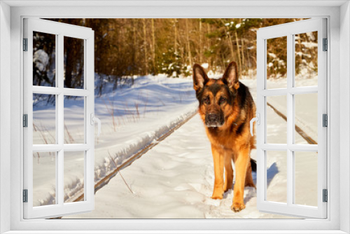 Fototapeta Naklejka Na Ścianę Okno 3D - Dog German Shepherd on the railway road in a winter day