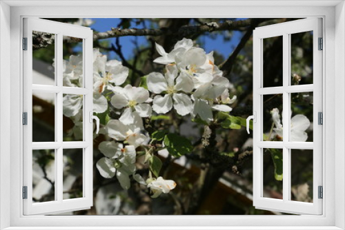 Fototapeta Naklejka Na Ścianę Okno 3D - Apple and cherry blossom in the garden