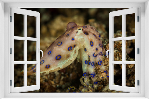 Fototapeta Naklejka Na Ścianę Okno 3D - Blue-Ring Octopus