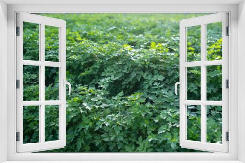 Fototapeta Naklejka Na Ścianę Okno 3D - parsley plantation