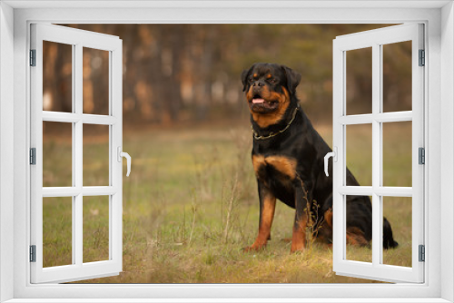 Fototapeta Naklejka Na Ścianę Okno 3D - dog breed Rottweiler on a walk beautiful portrait