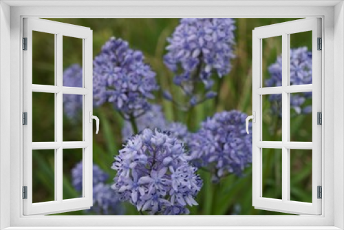 Fototapeta Naklejka Na Ścianę Okno 3D - blue flowers in spring garden