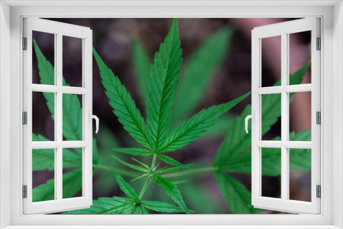 Fototapeta Naklejka Na Ścianę Okno 3D - Backgrounds of Beautiful Cannabis trees are growing on the ground.