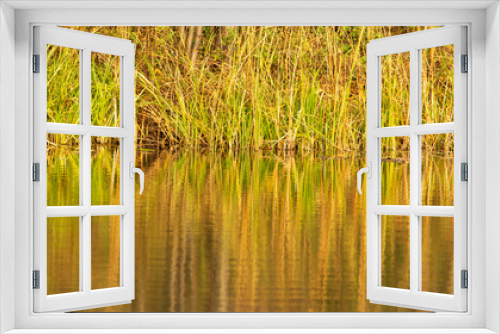 Fototapeta Naklejka Na Ścianę Okno 3D - Grass and reed with reflection in the pond