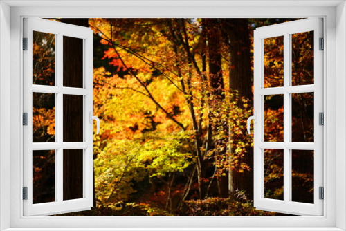 Fototapeta Naklejka Na Ścianę Okno 3D - 京都の紅葉