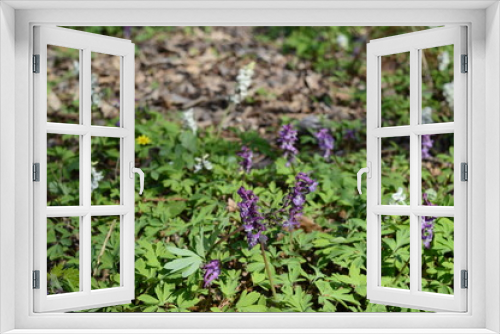 Fototapeta Naklejka Na Ścianę Okno 3D - Closeup corydalis solida with blurred background in spring forrest