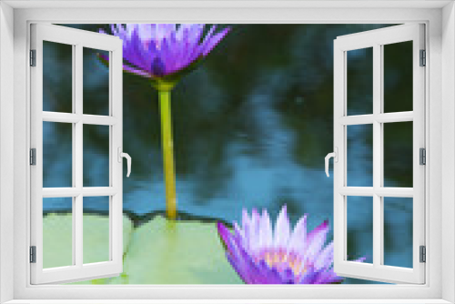 Fototapeta Naklejka Na Ścianę Okno 3D - Lotus