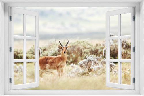 Fototapeta Naklejka Na Ścianę Okno 3D - Close up of a Bohor Reedbuck in grassland