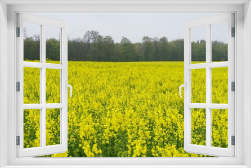 Fototapeta Naklejka Na Ścianę Okno 3D - field of oilseed rape