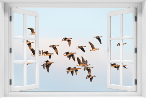 Fototapeta Naklejka Na Ścianę Okno 3D - Flock of migration bean geese, Germany