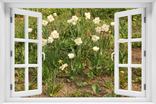 Fototapeta Naklejka Na Ścianę Okno 3D - many flowers daffodils with white-yellow buds in the spring in the garden