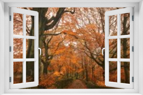 Fototapeta Naklejka Na Ścianę Okno 3D - autumn trees 