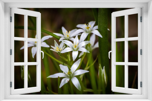 Fototapeta Naklejka Na Ścianę Okno 3D - Wild white flowers on a meadow in spring
