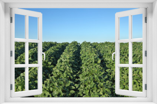 Fototapeta Naklejka Na Ścianę Okno 3D - Agriculture, soybean plant in field