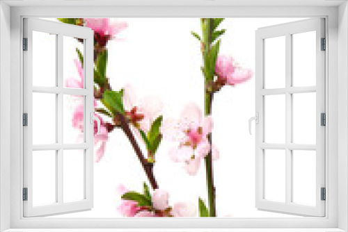 Fototapeta Naklejka Na Ścianę Okno 3D - Beautiful blossoming branches on white background