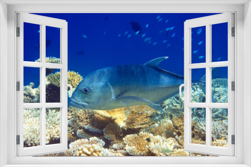 Fototapeta Naklejka Na Ścianę Okno 3D - Indian ocean. .Fishes in corals. Maldives..