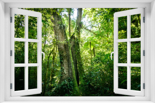 Fototapeta Naklejka Na Ścianę Okno 3D - Ancient Tree