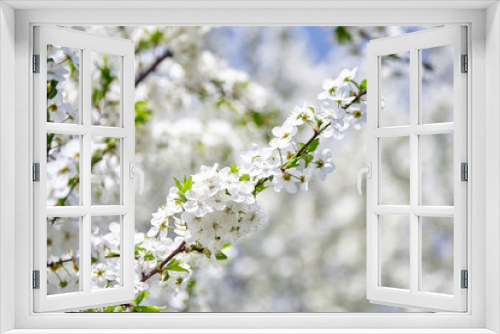 Fototapeta Naklejka Na Ścianę Okno 3D - Plum blossom, white flowers on branches of tree, season of blooming garden, spring nature, sunny day, floral background