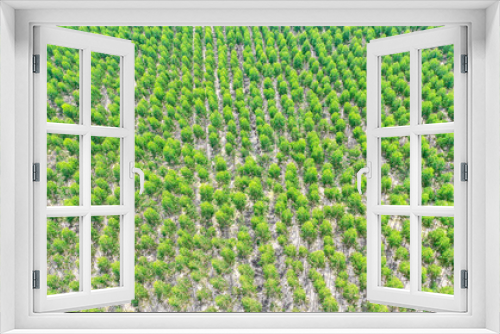 Fototapeta Naklejka Na Ścianę Okno 3D - View of Green forest  Forest of tree Eucalyptus aerial view Thailand