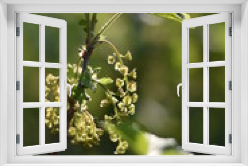 Fototapeta Naklejka Na Ścianę Okno 3D - Unreife Johannisbeeren (Ribes)