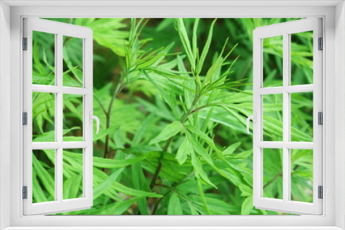 Fototapeta Naklejka Na Ścianę Okno 3D - Leaves of common mugwort