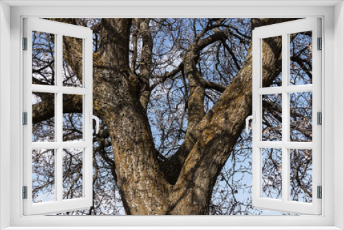 Fototapeta Naklejka Na Ścianę Okno 3D - thick apricot tree and its branches, leafless large apricot tree and branches,