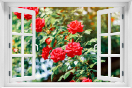 Fototapeta Naklejka Na Ścianę Okno 3D - valentine red roses in garden with sunlight effect, selective focus