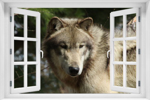 Fototapeta Naklejka Na Ścianę Okno 3D - Pondering Wolf